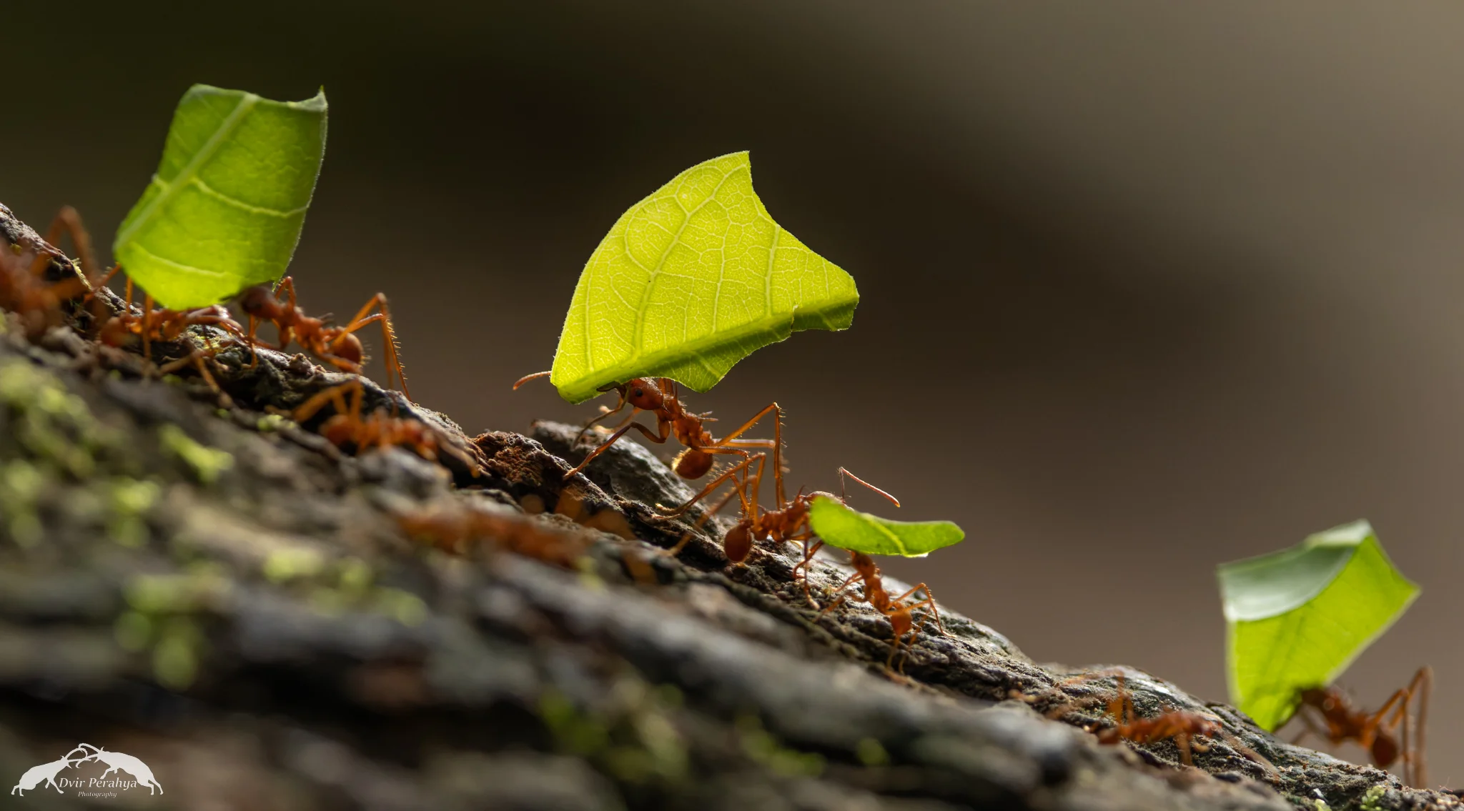 Leaf cutter ant, Manuel Antonio
